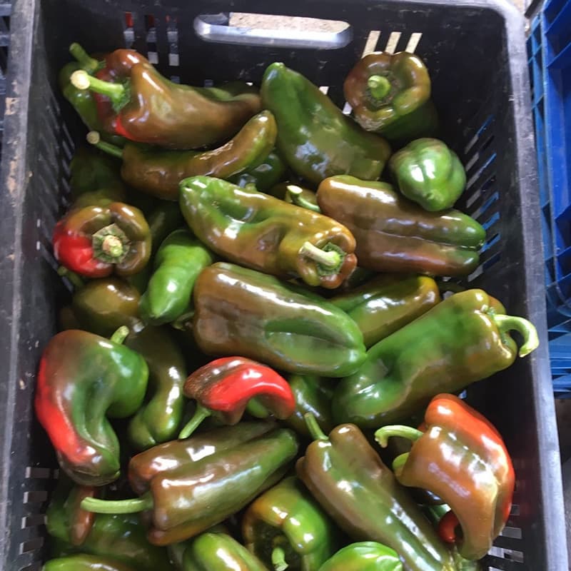 images/1660808253923clasificador de pimientos1.jpg